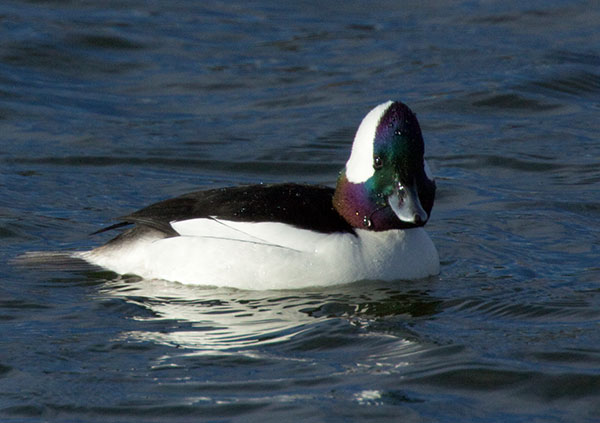 Bufflehead Bucephala albeola 