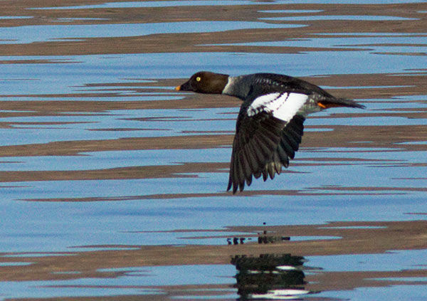 Common Goldeneye Bucephala ciangula 