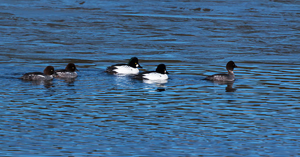 Common Goldeneye Bucephala ciangula 