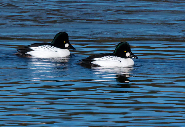 Common Goldeneye Bucephala ciangula 