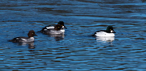 Common Goldeneye Bucephala ciangula 