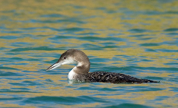 Common Loon Gavia immer 
