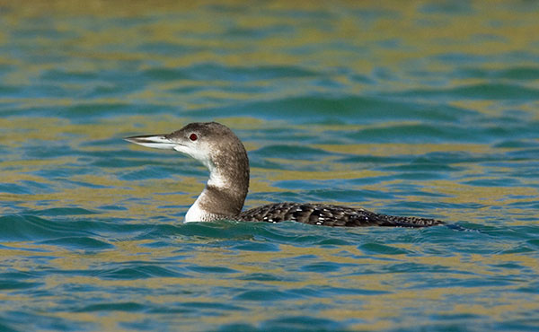 Common Loon Gavia immer 