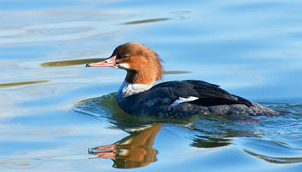 Common Merganser Mergus merganser