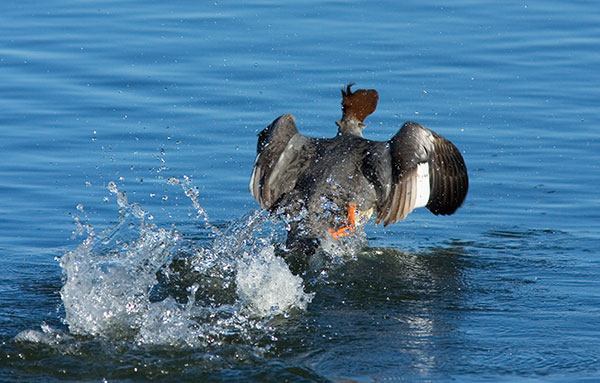Common Merganser Mergus merganser