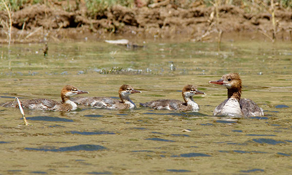 Common Merganser Mergus merganser