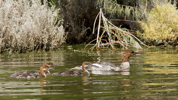 Common Merganser Mergus merganser