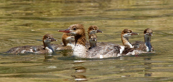 Common Merganser Mergus merganser