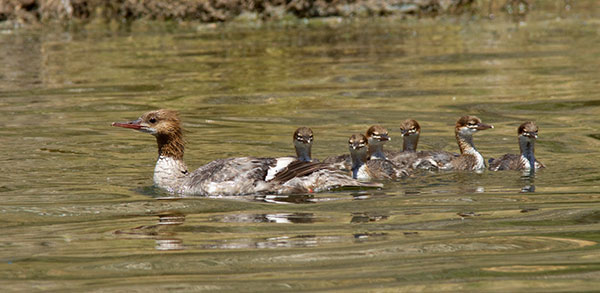 Common Merganser Mergus merganser