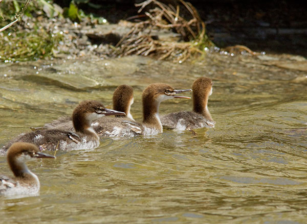 Common Merganser Mergus merganser