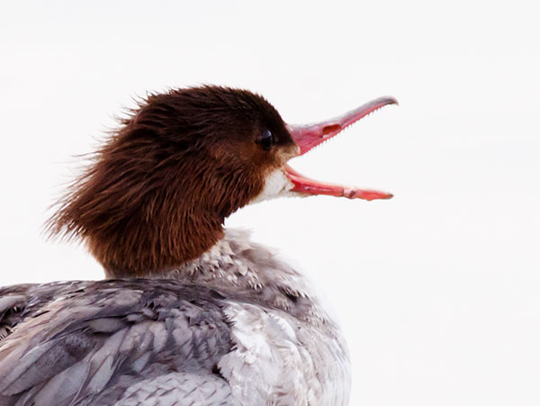 Common Merganser Mergus merganser