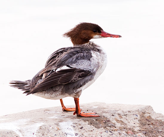Common Merganser Mergus merganser