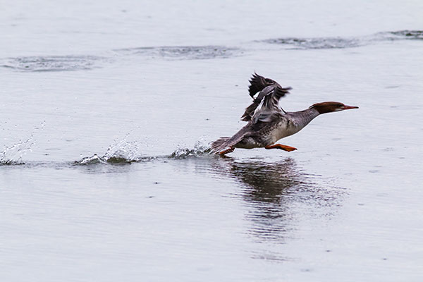 Common Merganser Mergus merganser