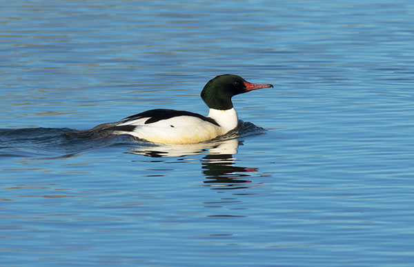 Common Merganser Mergus merganser