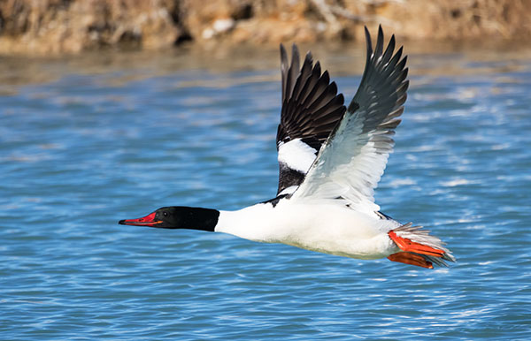Common Merganser Mergus merganser