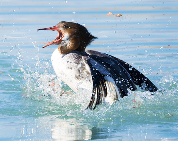 Common Merganser Mergus merganser
