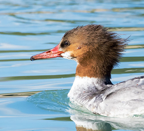 Common Merganser Mergus merganser