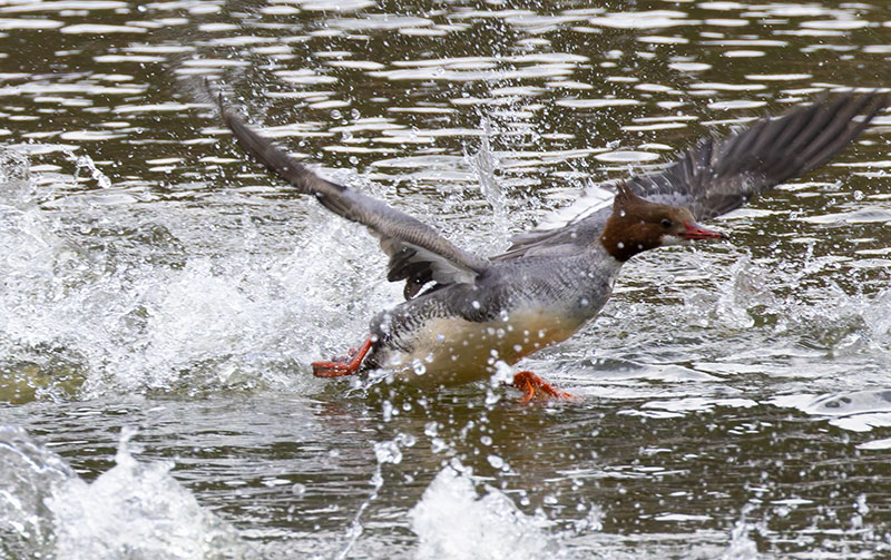 Common Merganser Mergus merganser