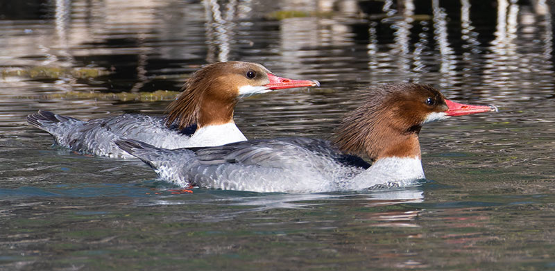Common Merganser Mergus merganser