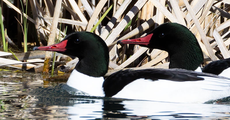 Common Merganser Mergus merganser