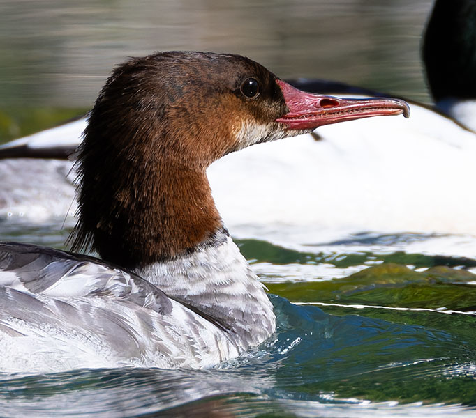 Common Merganser Mergus merganser