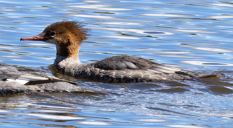 Common Merganser Mergus merganser