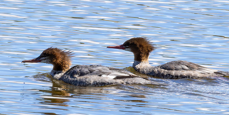 Common Merganser Mergus merganser