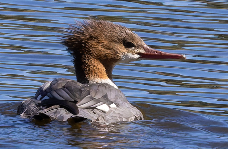 Common Merganser Mergus merganser