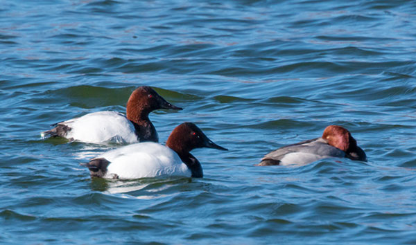 Canvasback Aythya valisineria 