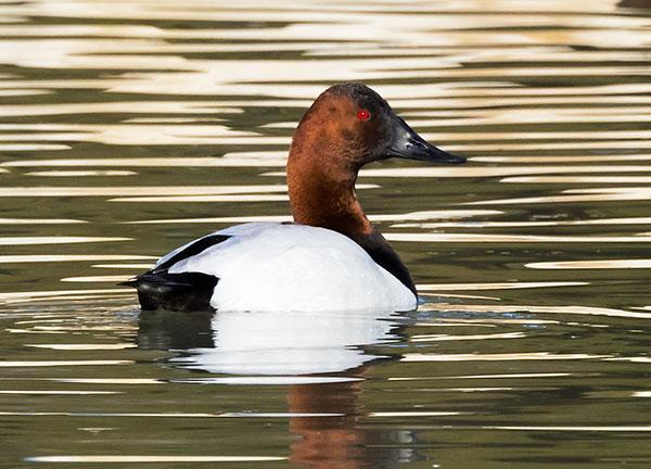 Canvasback Aythya valisineria 
