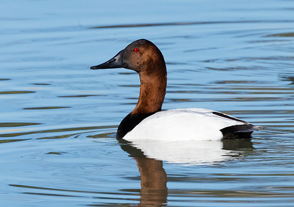 Canvasback Aythya valisineria 