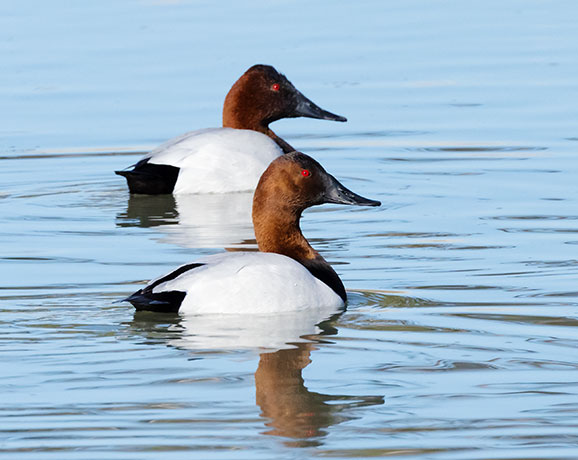 Canvasback Aythya valisineria 