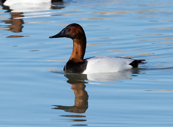 Canvasback Aythya valisineria 