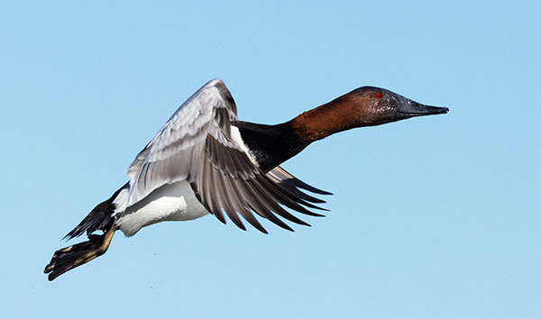Canvasback Aythya valisineria 
