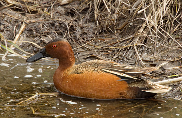 Cinnamon Teal Anas cyanoptera 