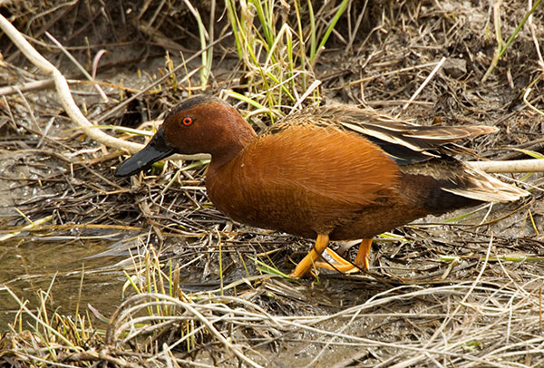Cinnamon Teal Anas cyanoptera 