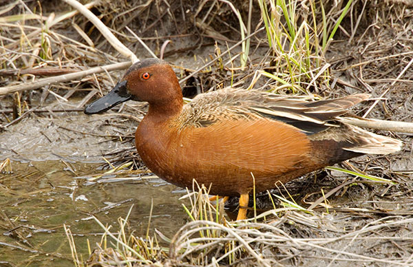 Cinnamon Teal Anas cyanoptera 