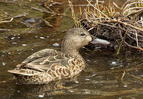 Cinnamon Teal Anas cyanoptera 