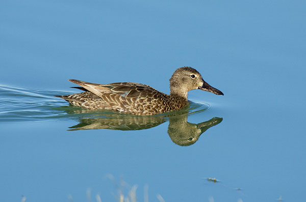 Cinnamon Teal Anas cyanoptera 