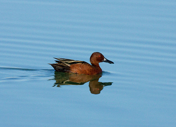 Cinnamon Teal Anas cyanoptera 