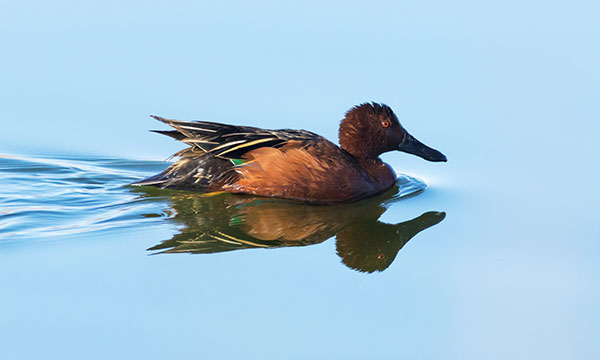 Cinnamon Teal Anas cyanoptera 