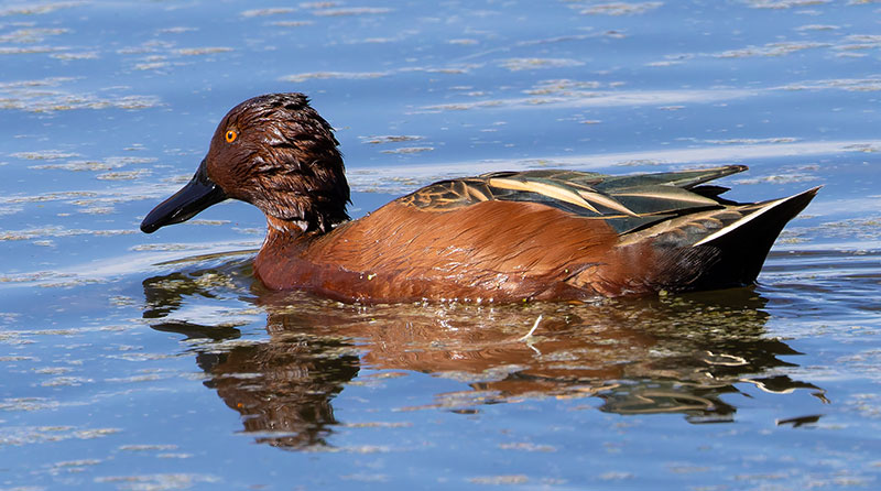 Cinnamon Teal Anas cyanoptera 