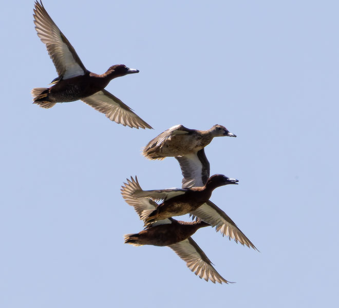 Cinnamon Teal Anas cyanoptera 