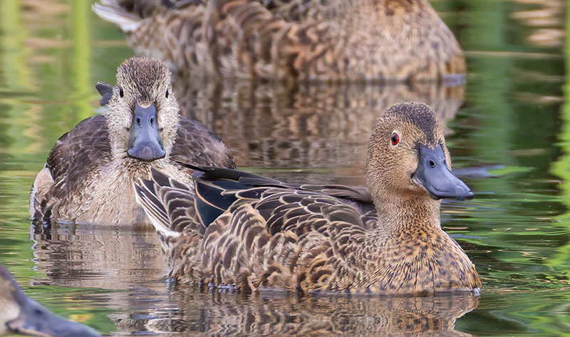 Cinnamon Teal Anas cyanoptera 
