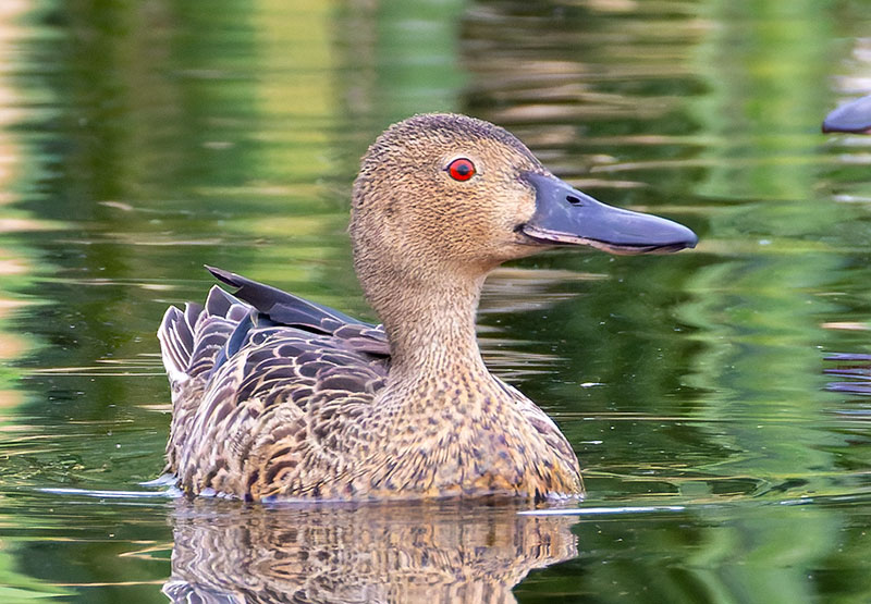 Cinnamon Teal Anas cyanoptera 