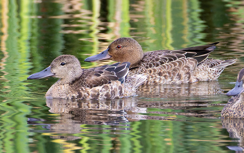 Cinnamon Teal Anas cyanoptera 