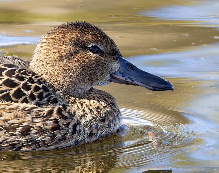 Cinnamon Teal Anas cyanoptera 
