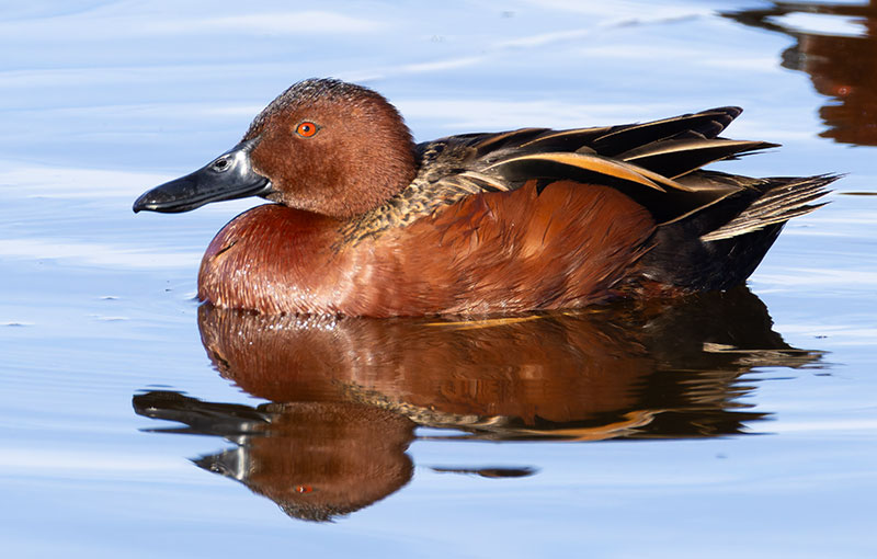 Cinnamon Teal Anas cyanoptera 