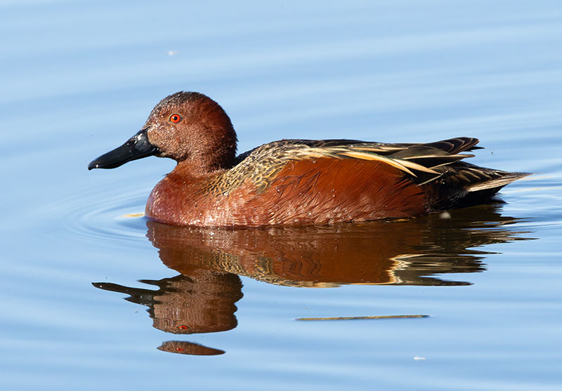 Cinnamon Teal Anas cyanoptera 