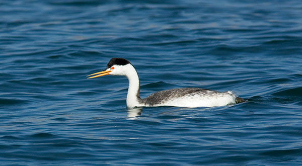 Clark's Grebe Aechmophorus clarkii 